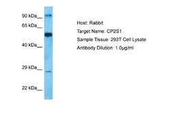 CYP2S1 Rabbit anti-Human, Polyclonal, Novus Biologicals 0.1 mL | Buy Online | Novus Biologicals | Fisher Scientific